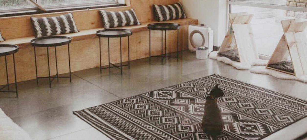 cat inside kitty cantina near coway airmega air purifier