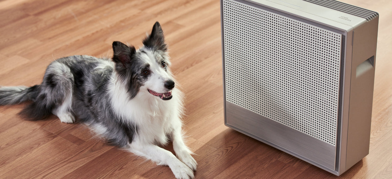 dog laying next to coway airmega air purifier