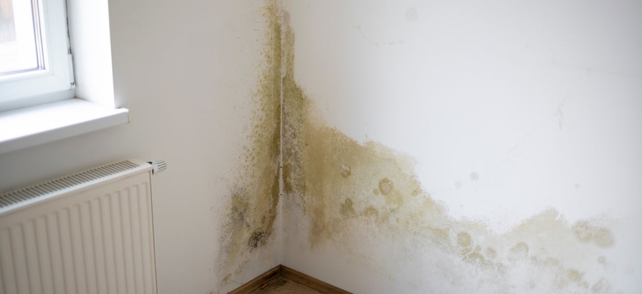 Fighting Winter Mold? You Need an Air Purifier