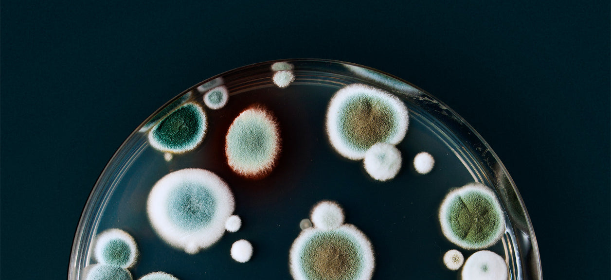 mold in dish large