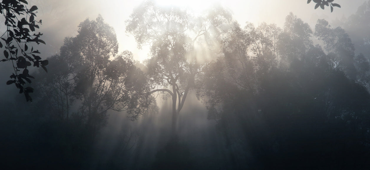 Trees in wild fire smoke