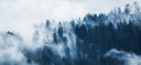 Forest of trees in wildfire smoke