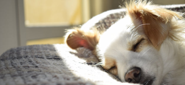 dog laying down sleeping