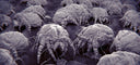 dust mites