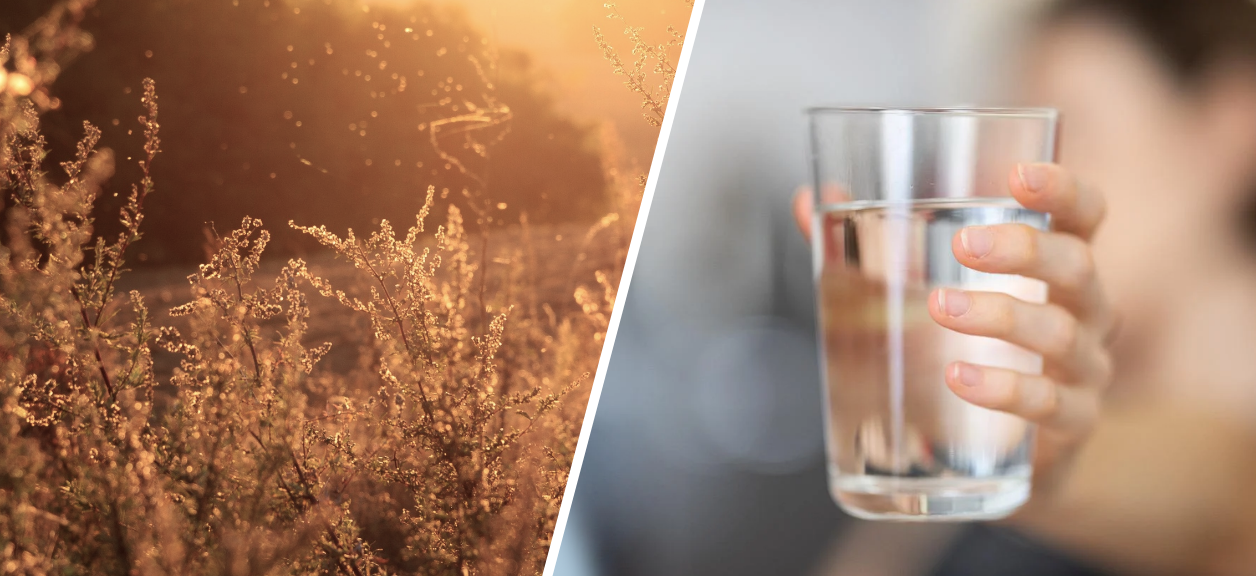 Ragweed plants with pollen floating in the air beside someone holding a glass of water