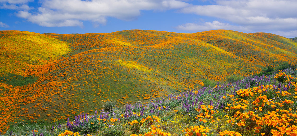 fields of hills and flowers