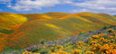 fields of hills and flowers