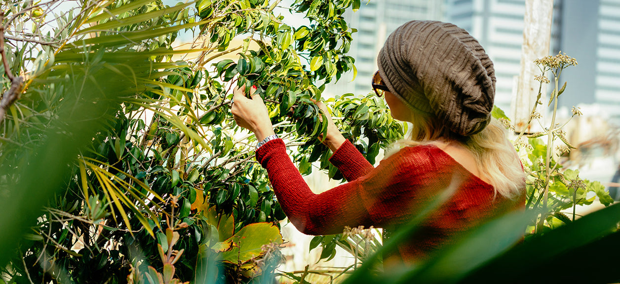 person looking at tree leaves