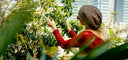 person looking at tree leaves