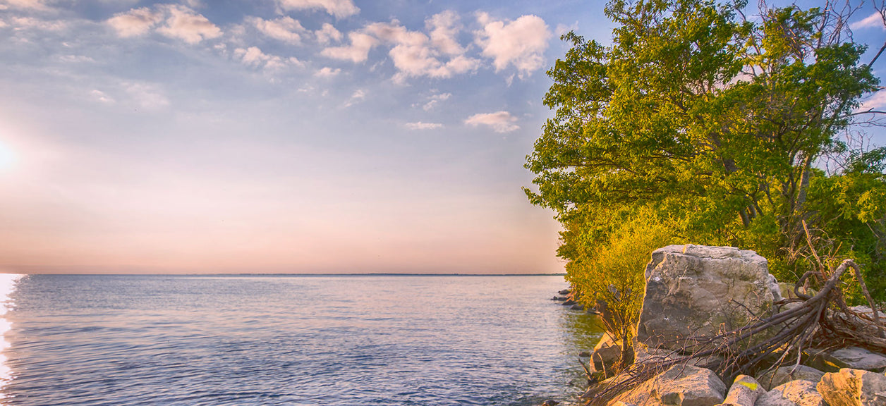 tree overlooking a lake with sunset in background