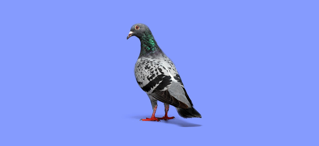 pigeon on purple background