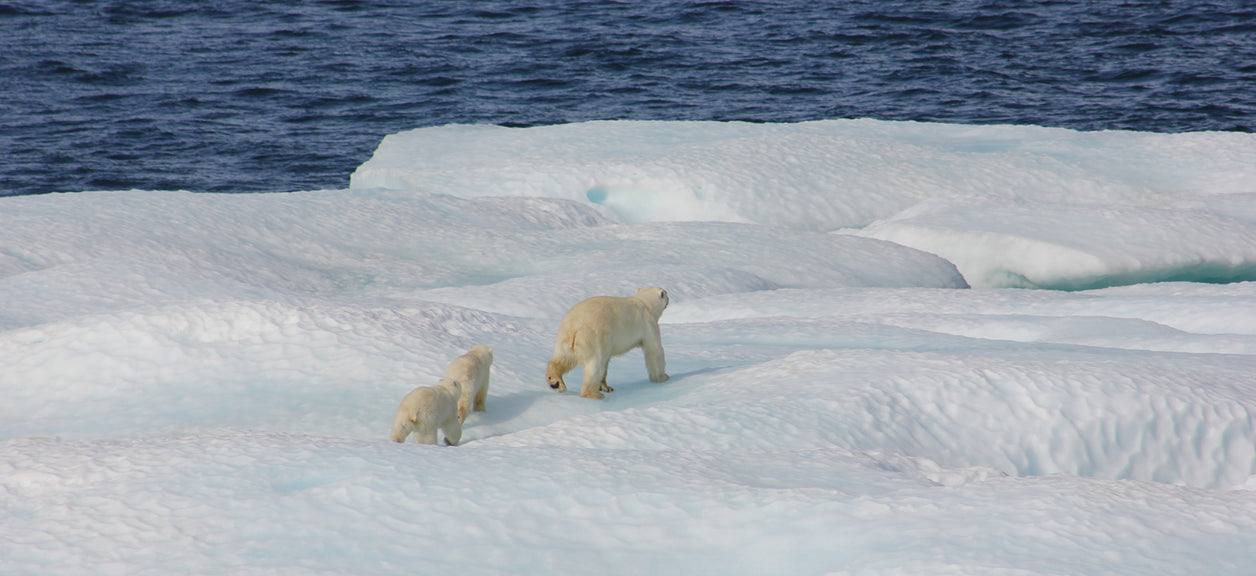 polar bears walking in snow