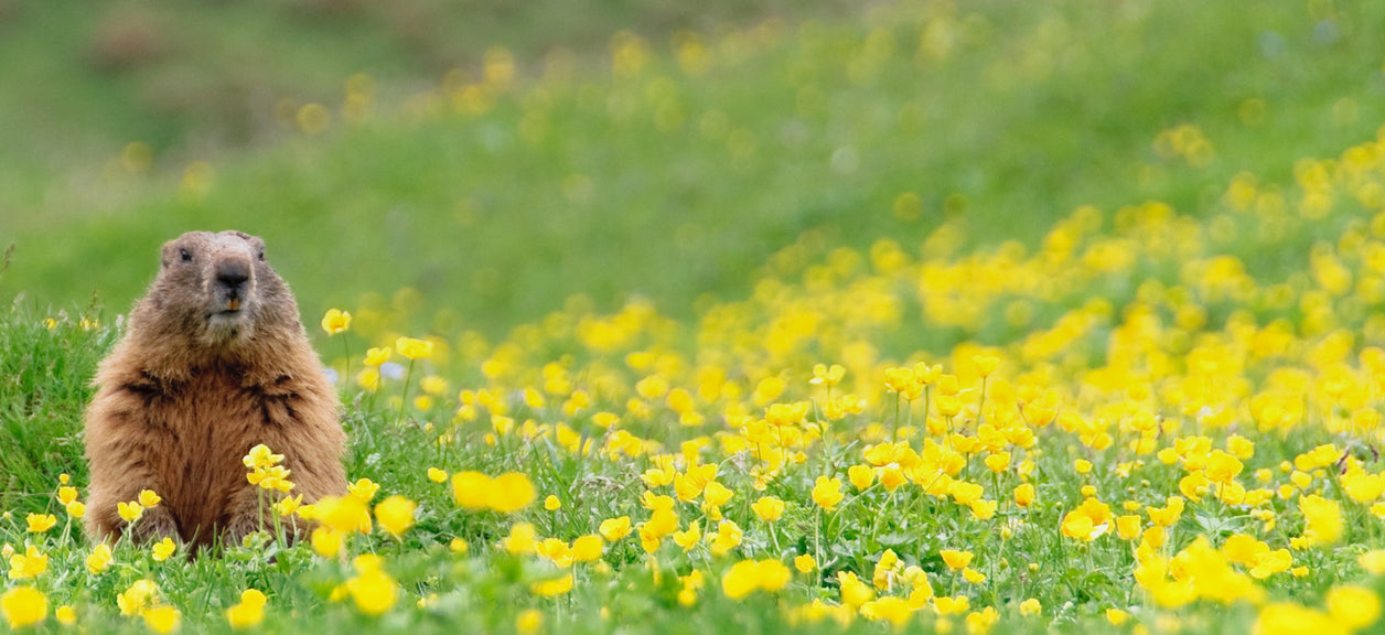 groundhog in field of flowers
