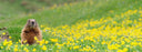 groundhog in field of flowers