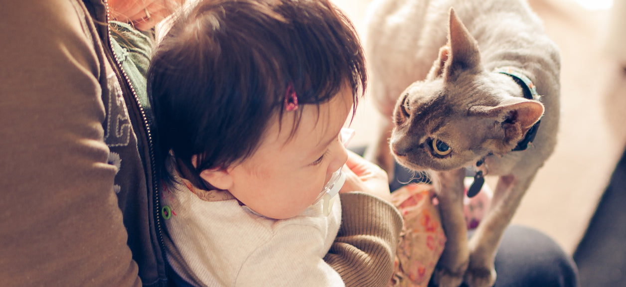cat looking at baby