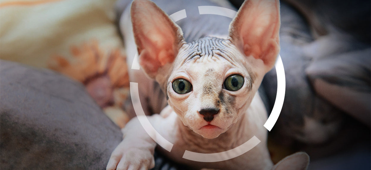 sphynx cat