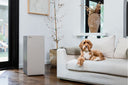 A puppy dog on a couch next to an Airmega.