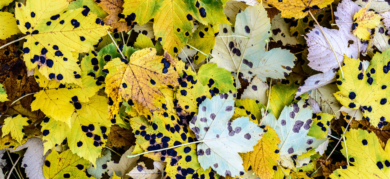 fall leaves on ground with mold