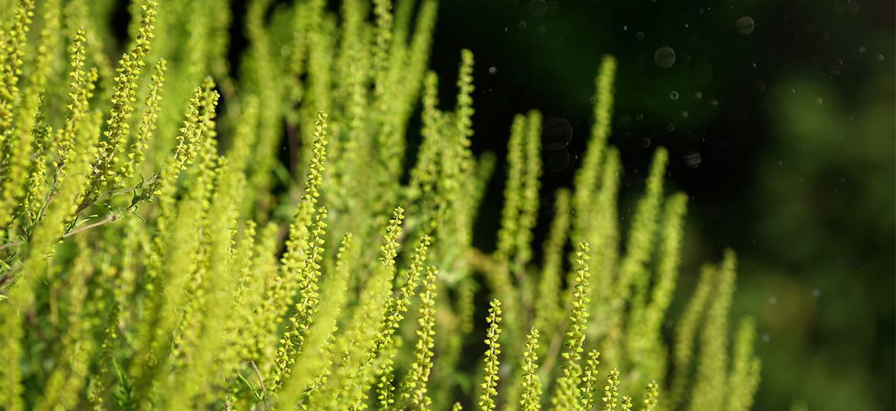 close up image of grass