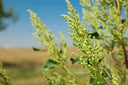 A field of ragweed during ragweed season.