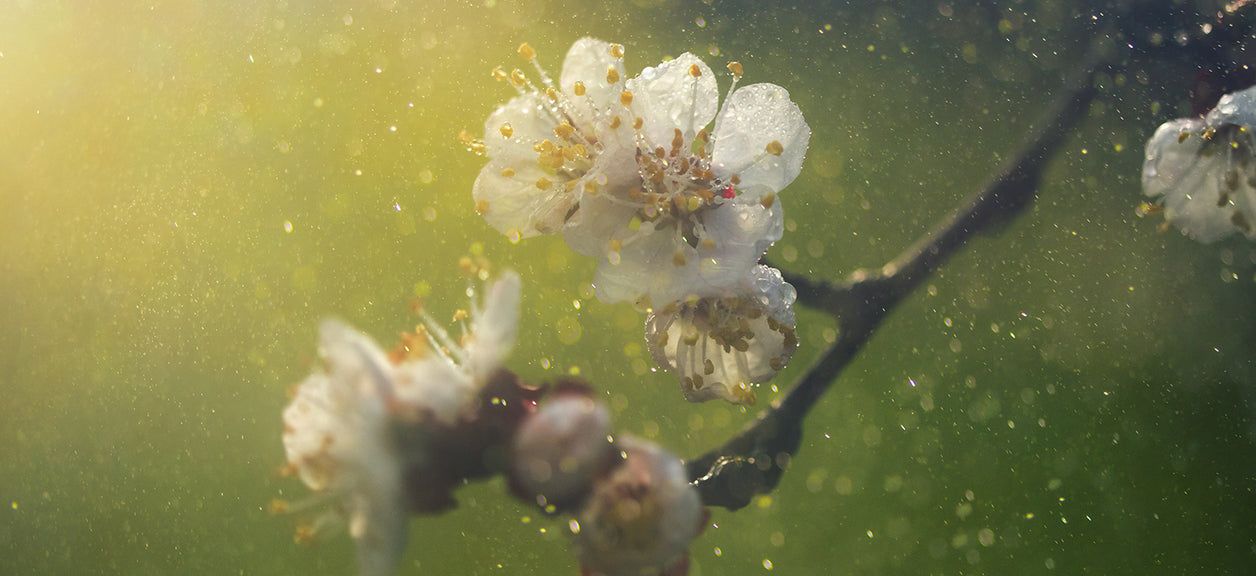 flowers with particles