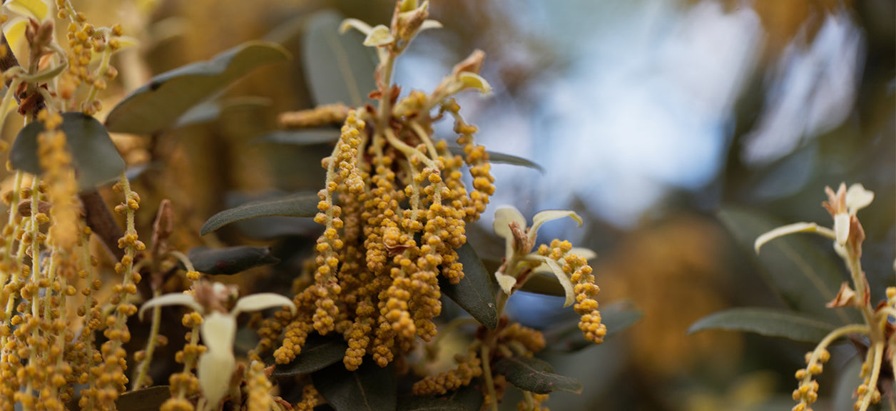 tree pollen