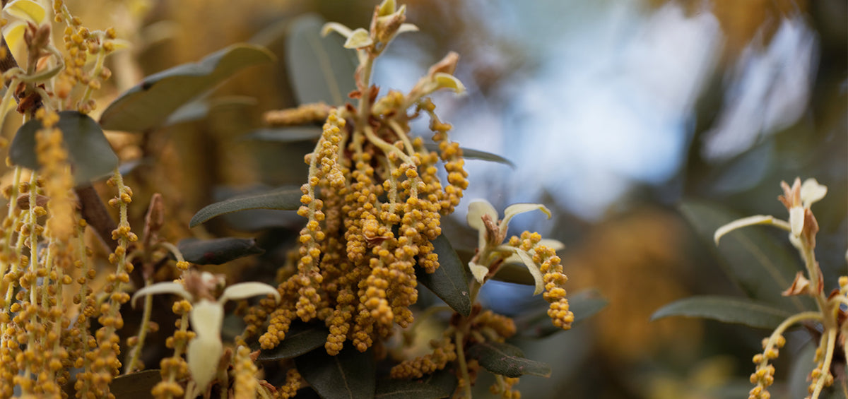 Beat Tree Pollen with Airmega: The Best Air Purifier for Tree Pollen ...