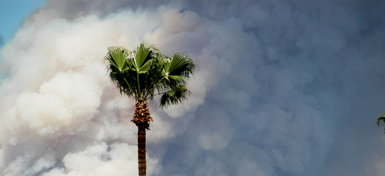 Wildfire smoke blowing over a tree.