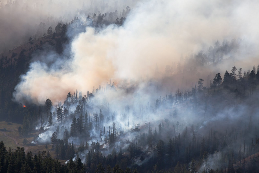 A forest full of wildfire smoke.